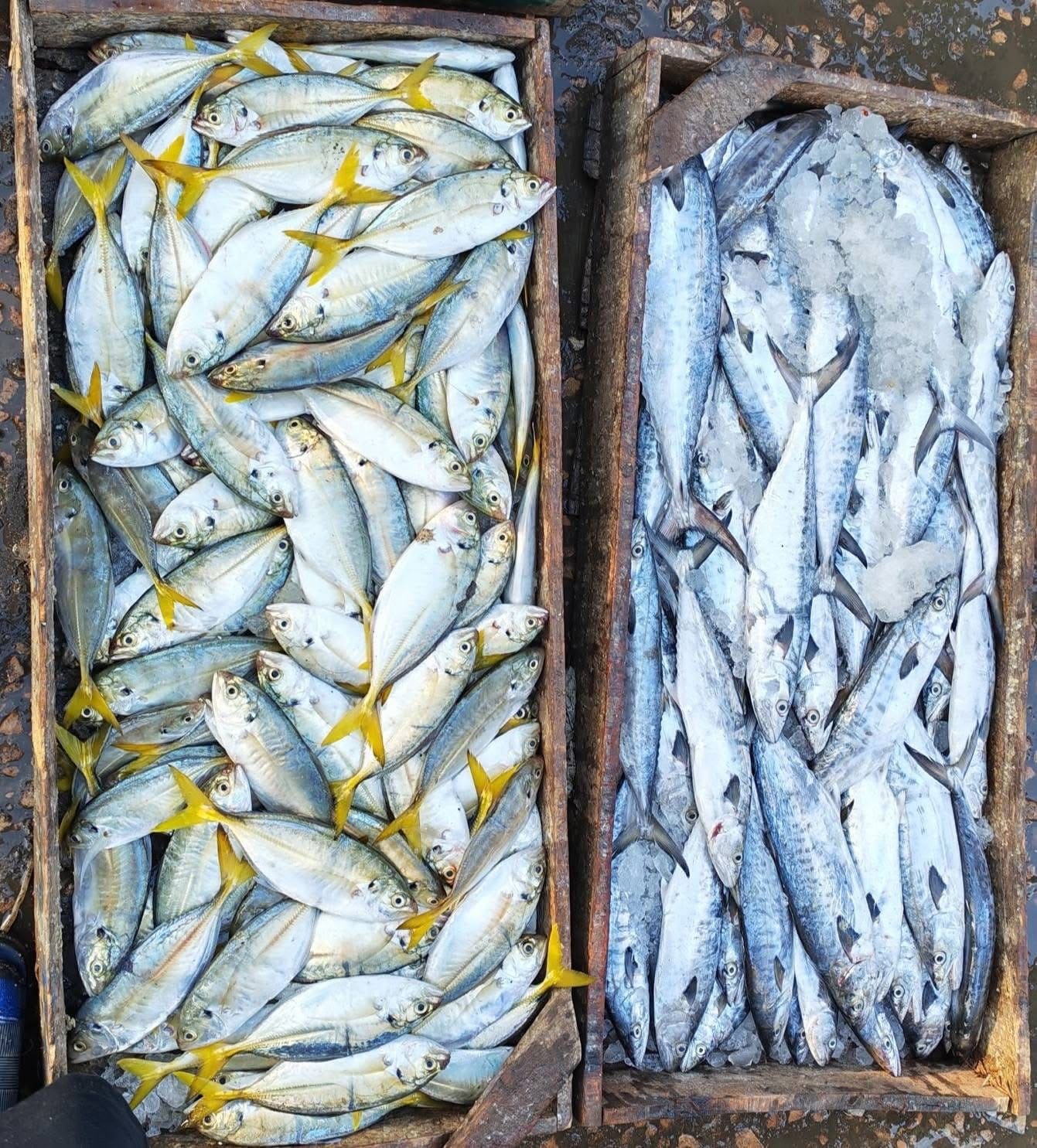 Burullus port crew sorting catch